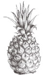 pineapple