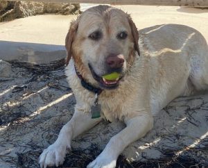 dog on beach