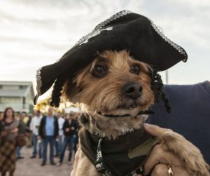 pirate dog